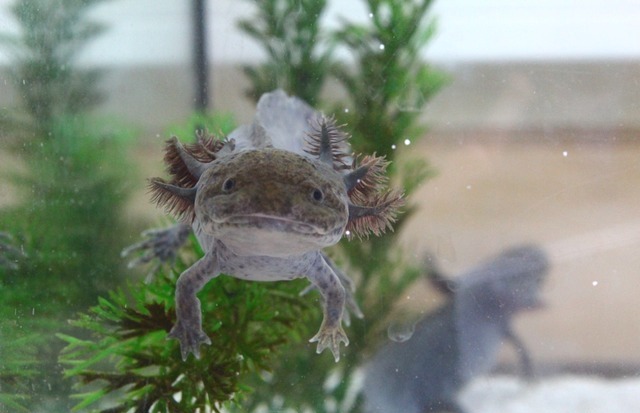 Axolotl abzugeben – Ritzefeld-Gymnasium Stolberg: Bio-AG trennt sich