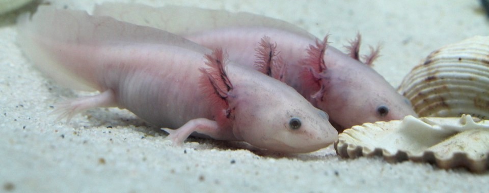 Junge Albino-Axolotl