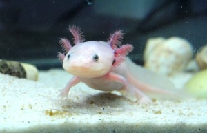 Junger Albino-Axolotl
