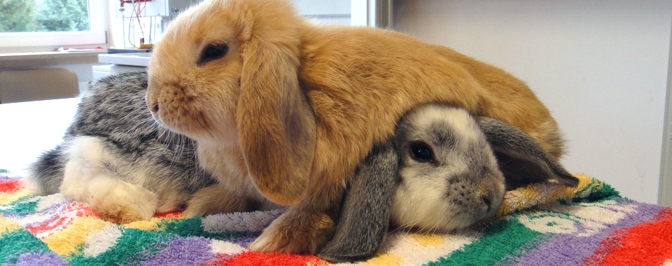 Widder-Kaninchen mit Kuschelfaktor